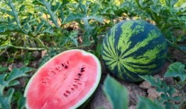 徐佳怡吃瓜,揭秘娱乐圈背后的真相